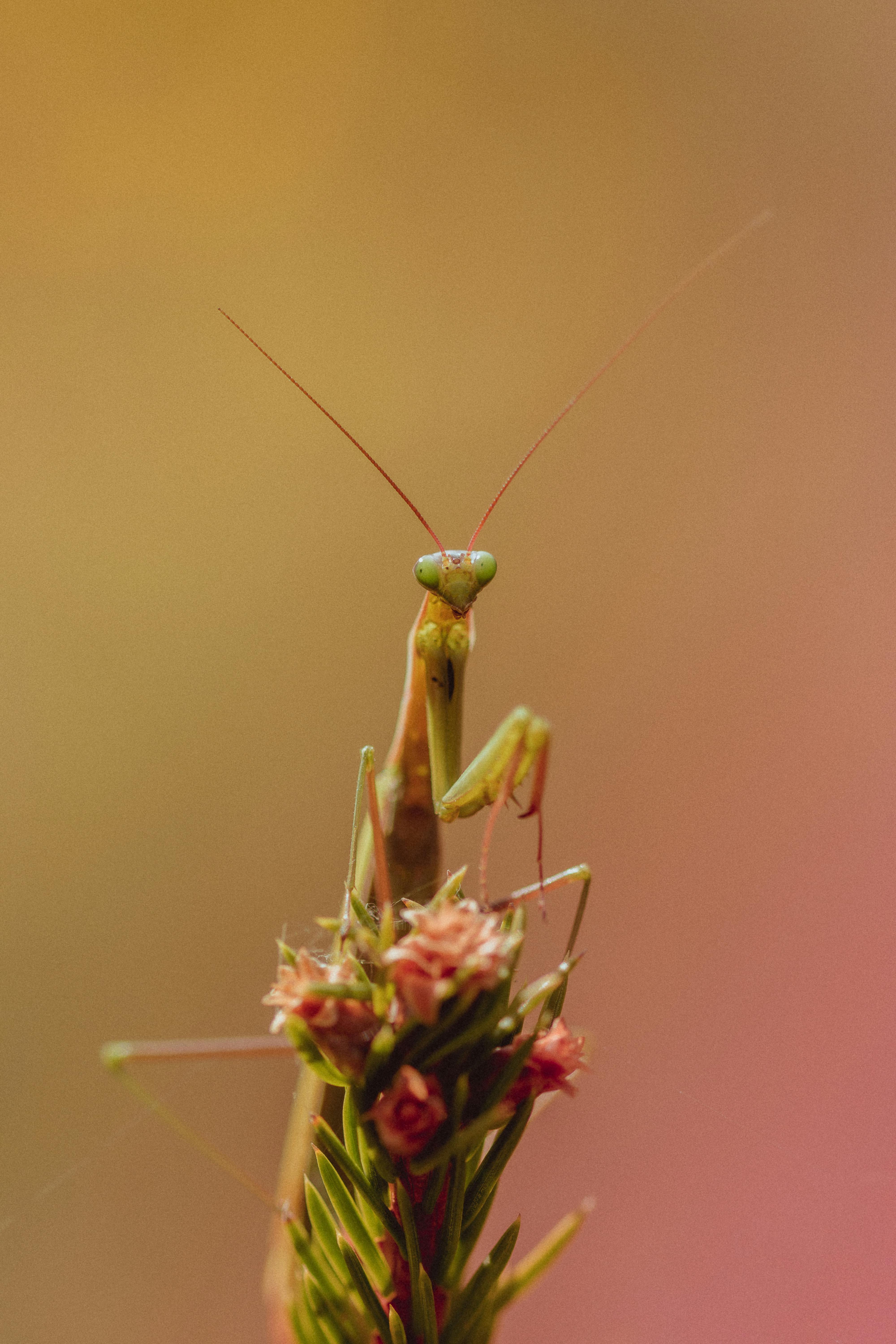Free Close-up of a praying mantis perched on a flower, showcasing natural details. Stock Photo