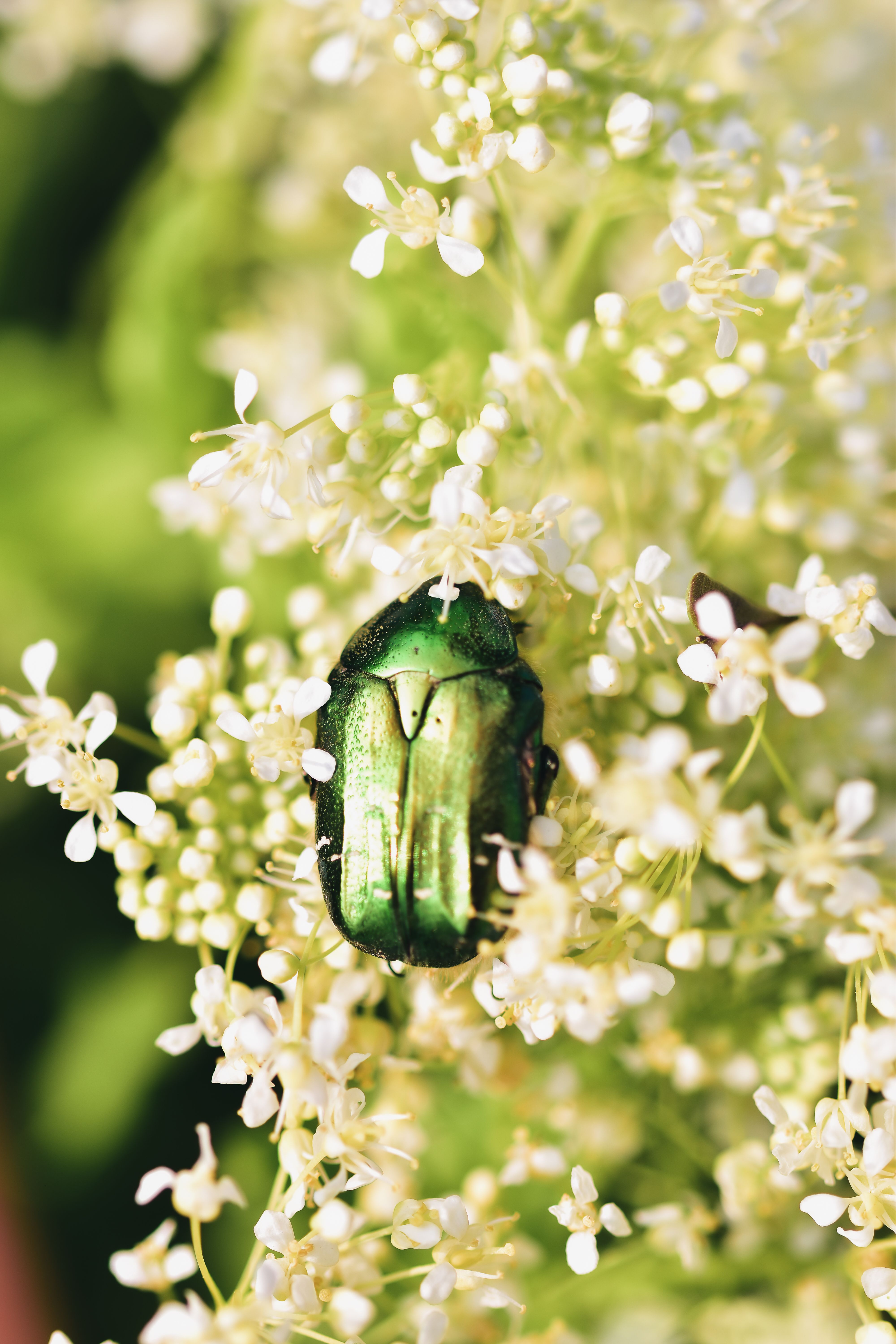 Green Beetle on White Flowers in Lush Garden · Free Stock Photo