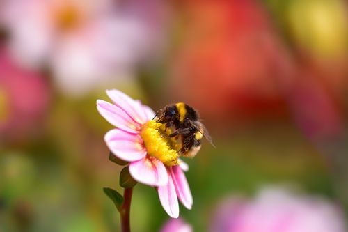 Free Vibrant macro shot of a bumblebee collecting nectar from a pink flower. Stock Photo
