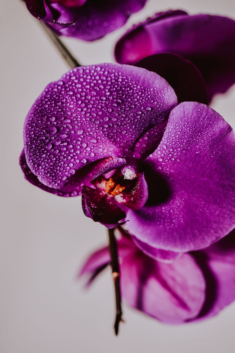 Natureza e aromas