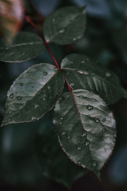 Free Detailed image of green rose leaves with glistening water droplets, highlighting natural beauty. Stock Photo