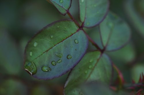 Free Macro shot of rose leaves with dewdrops creating a serene, fresh look. Stock Photo
