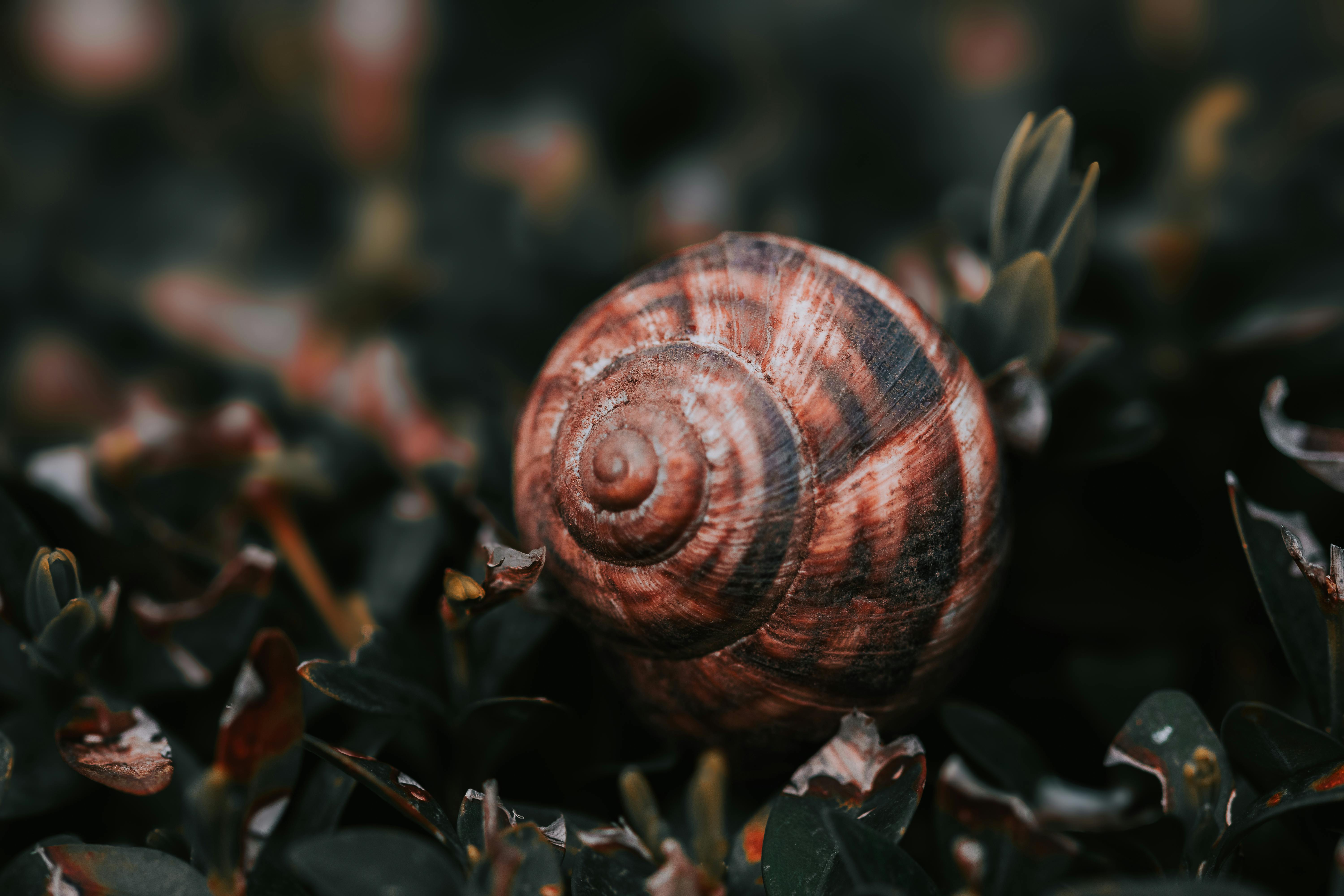Snail Mucin Benefits for Skin: Is It Really Worth It? (2026 Guide)