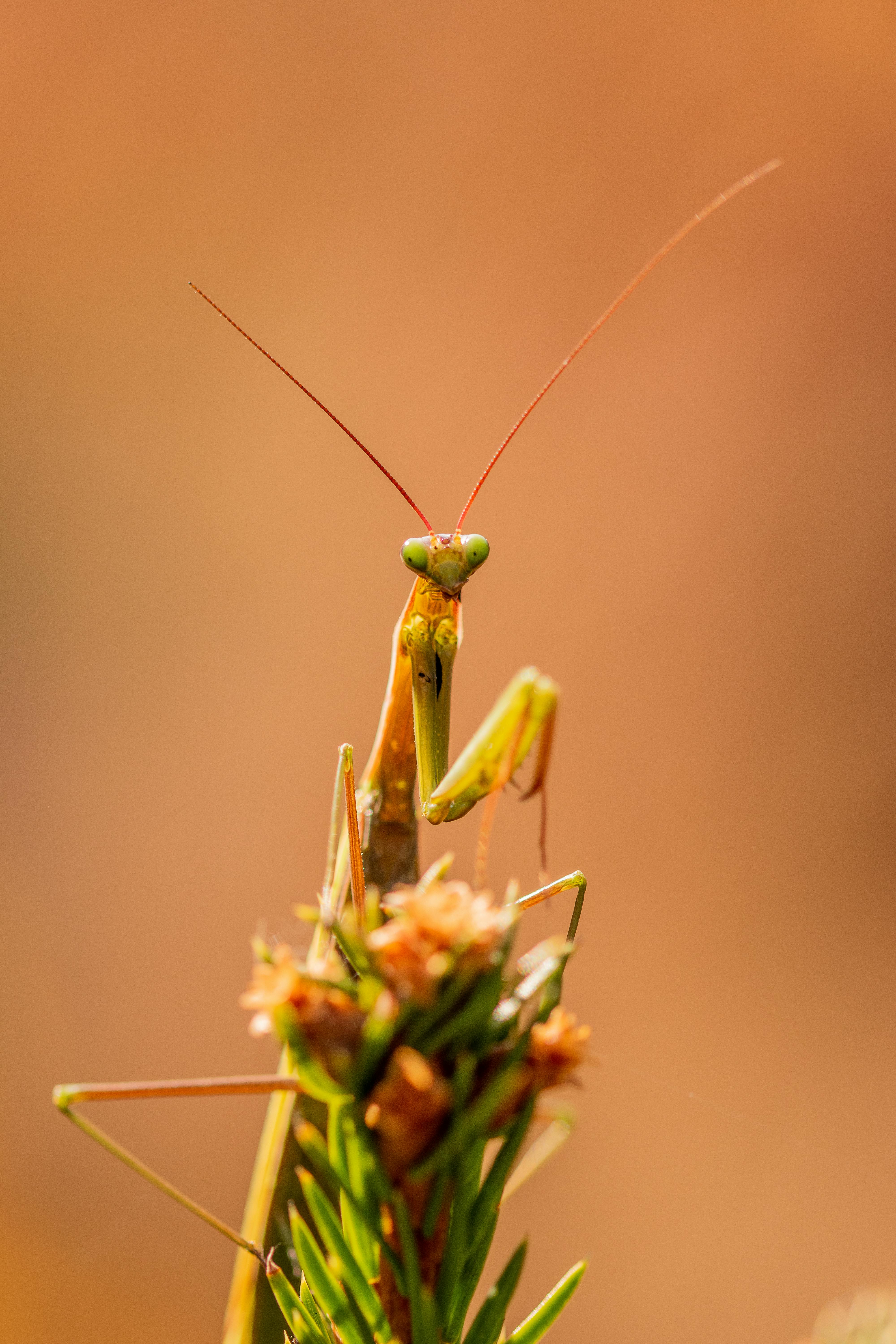 Detailed close-up of a praying mantis perched on a flower, set against a warm, blurred background.