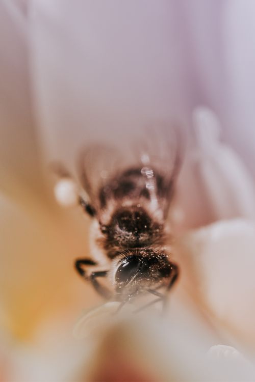Free A macro shot of a bee on a flower with a dreamy and soft focus background. Stock Photo