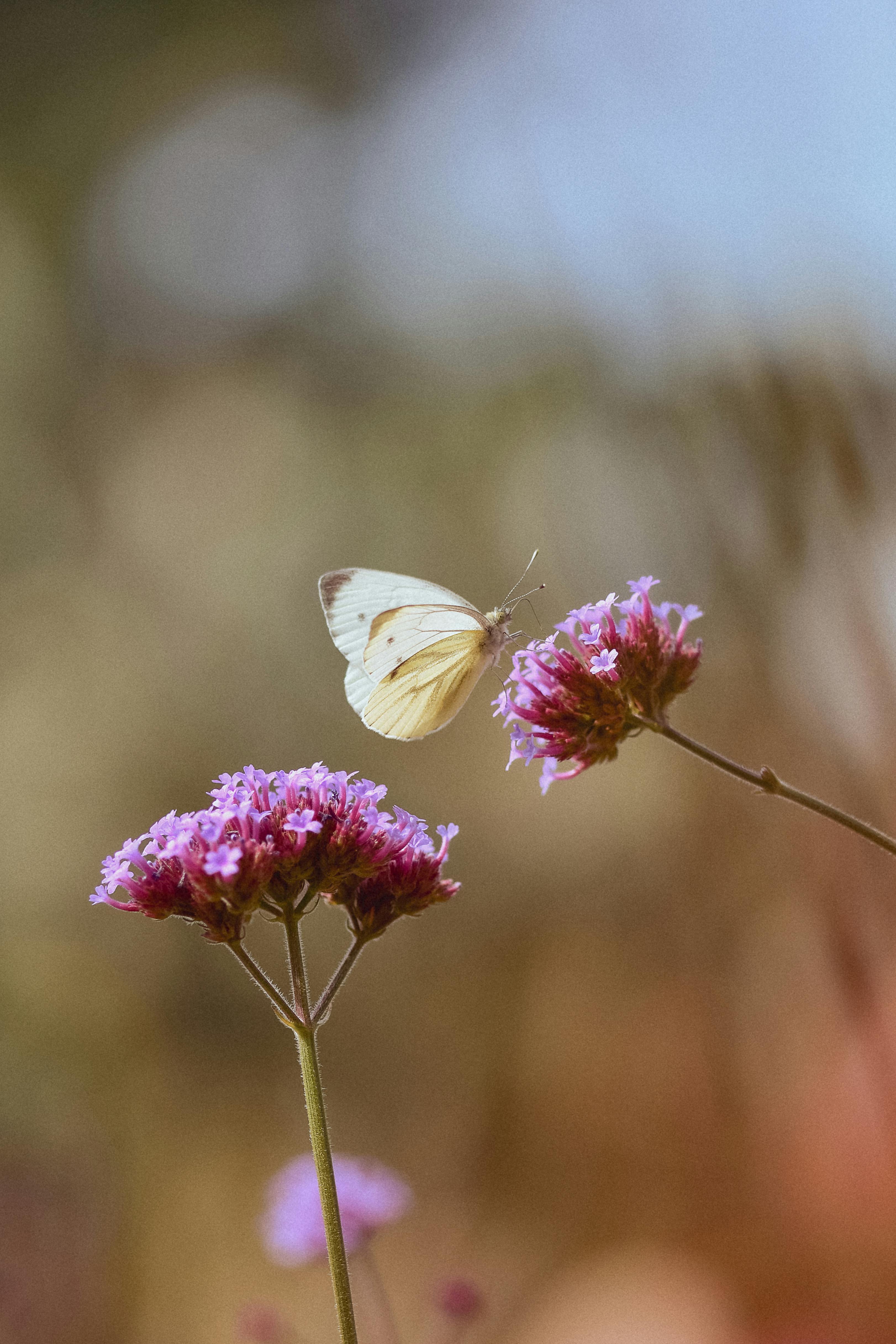 무료 계절 이미지, 고요함, 곤충의 무료 스톡 사진