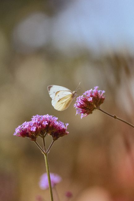 Delicate butterfly perched on vibrant pink flowers in a tranquil garden setting.