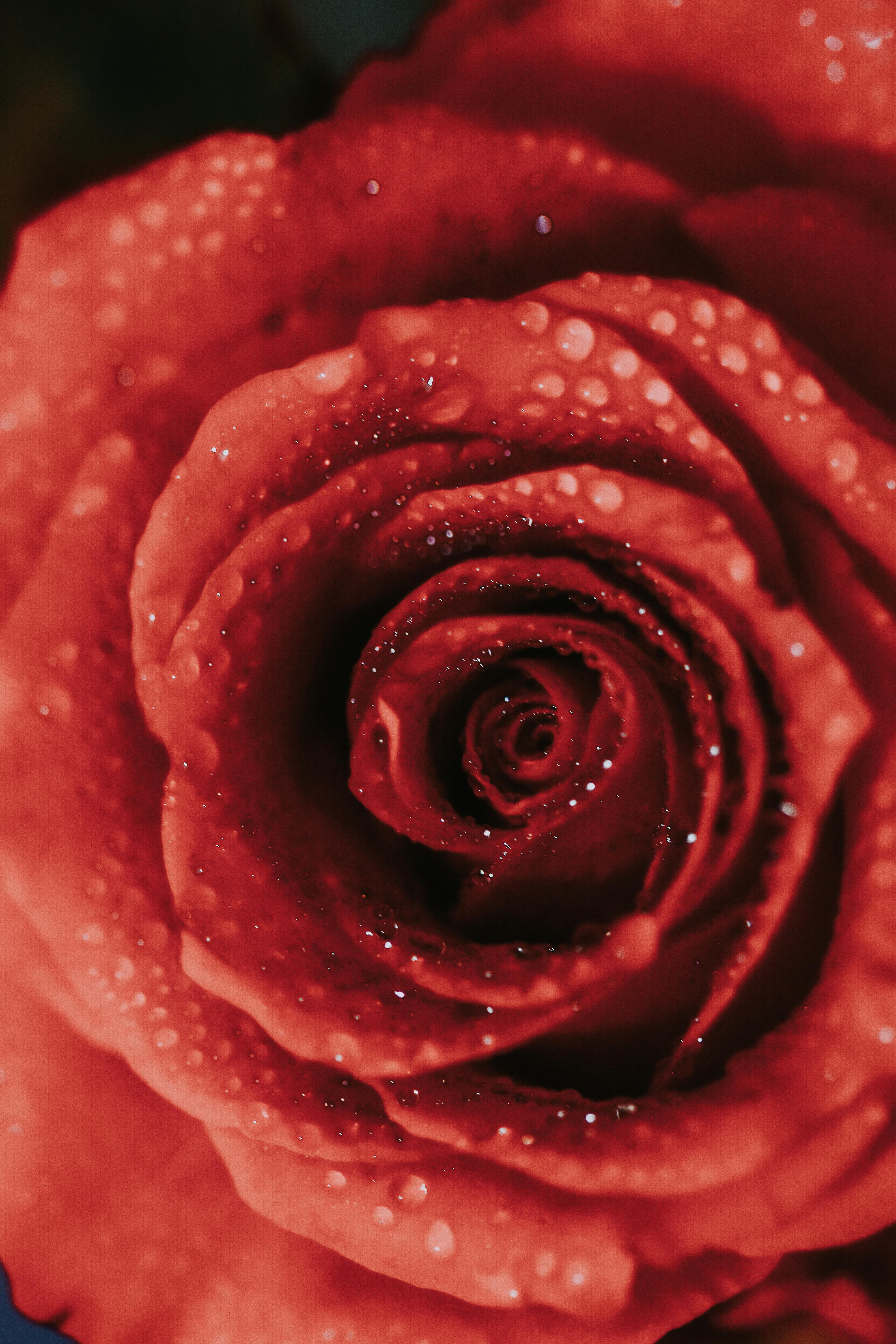 Detailed close-up of a red rose with dewdrops, capturing natural beauty.