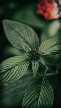 A close-up shot of green leaves with red buds, showcasing natural beauty and texture.