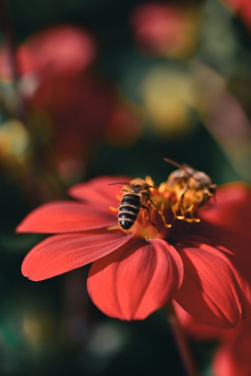 Free Macro shot of honeybees collecting nectar from a red flower, showcasing nature's beauty. Stock Photo