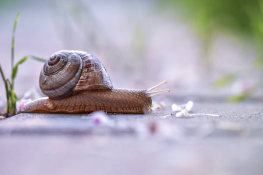 Close-up shot of a garden snail crawling on a paved surface with soft background.
