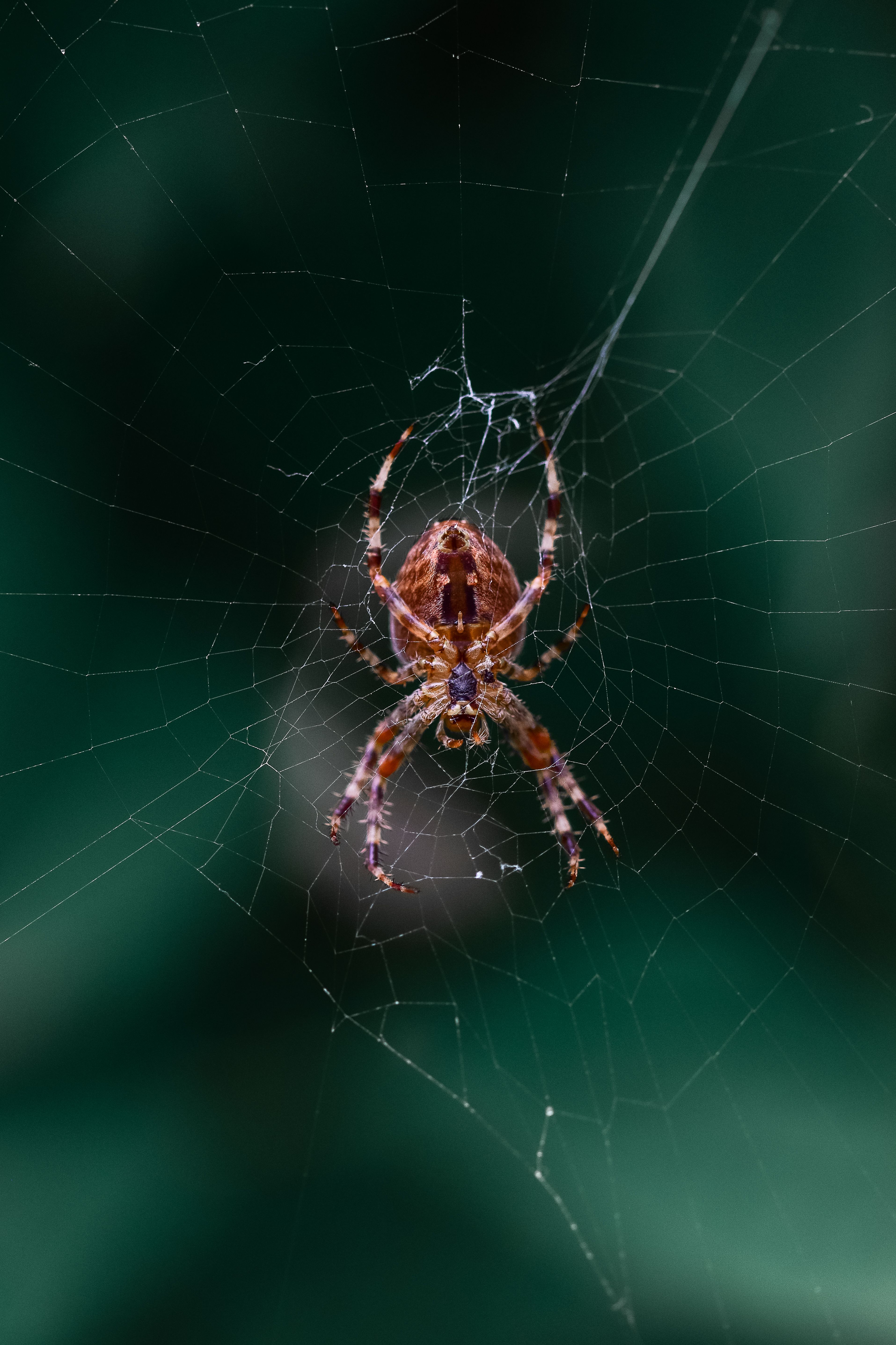 Scattered Spider Hacker's $8M Crypto Heist: Lessons Learned