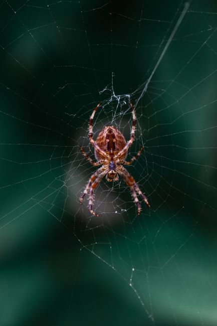 Scattered Spider Hacker's $8M Crypto Heist: Lessons Learned