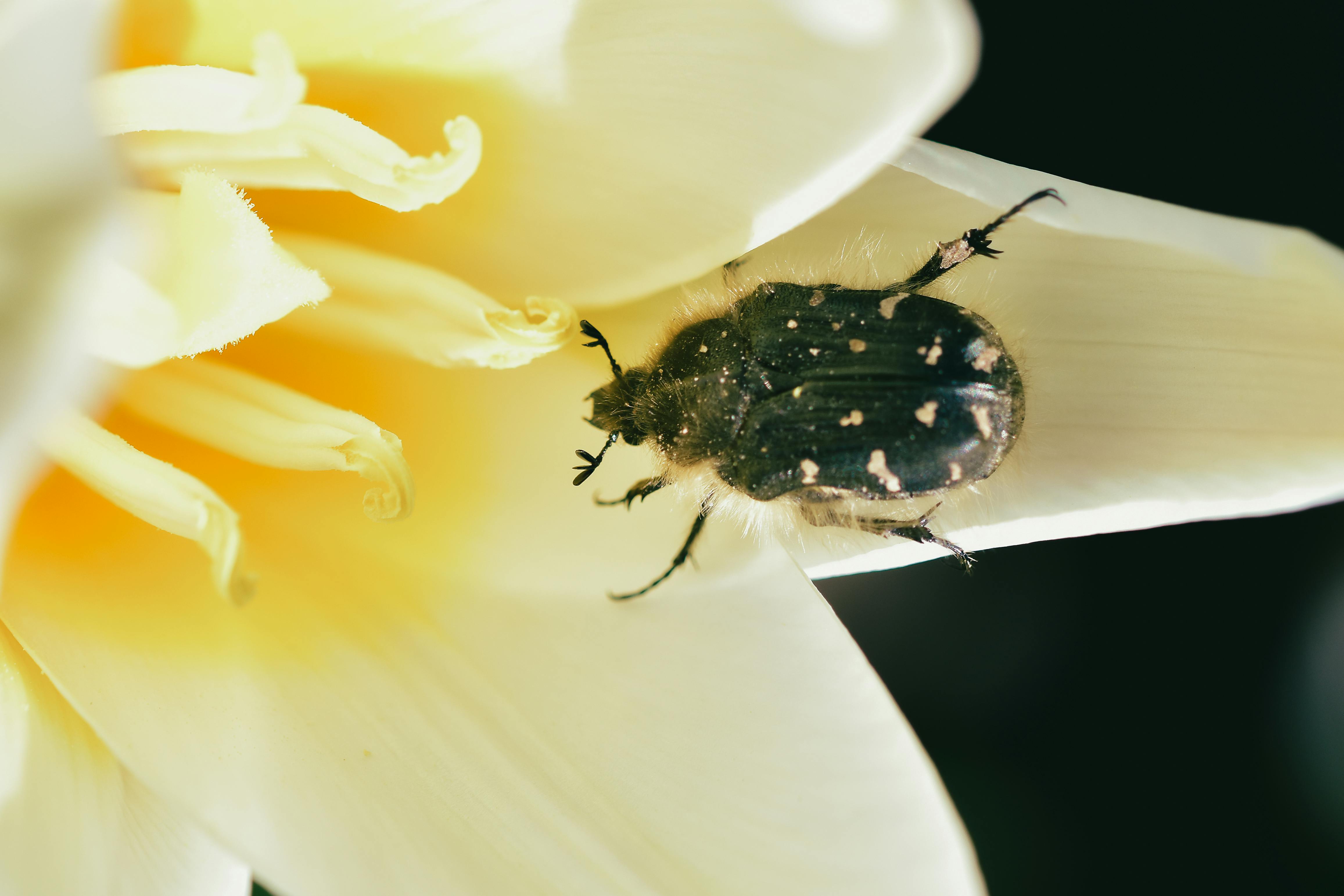 New World Screwworm | Animal and Plant Health Inspection Service — Photo by Diana ✨ on Pexels