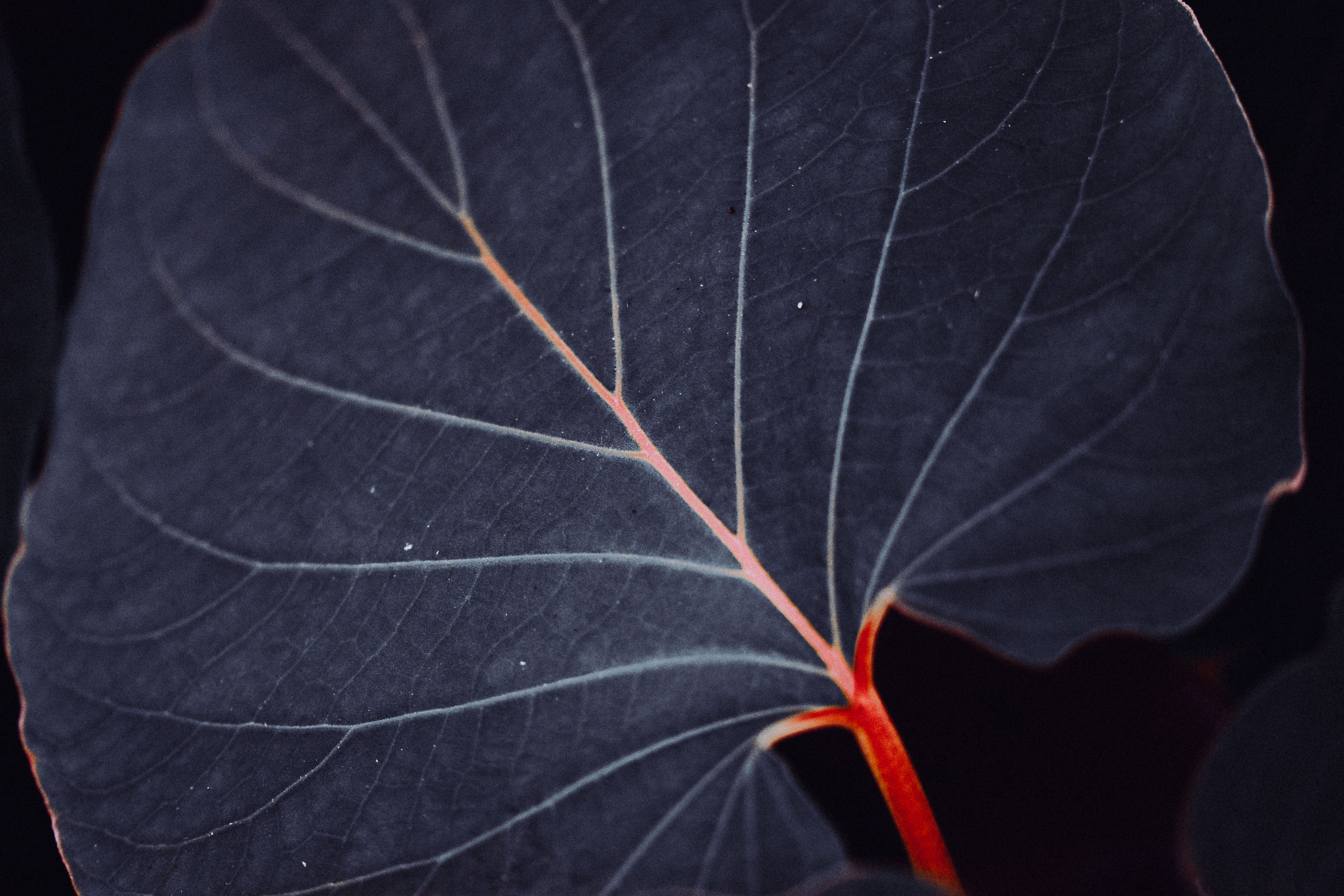 Understanding Reticular Veins: Causes, Symptoms, and Treatment