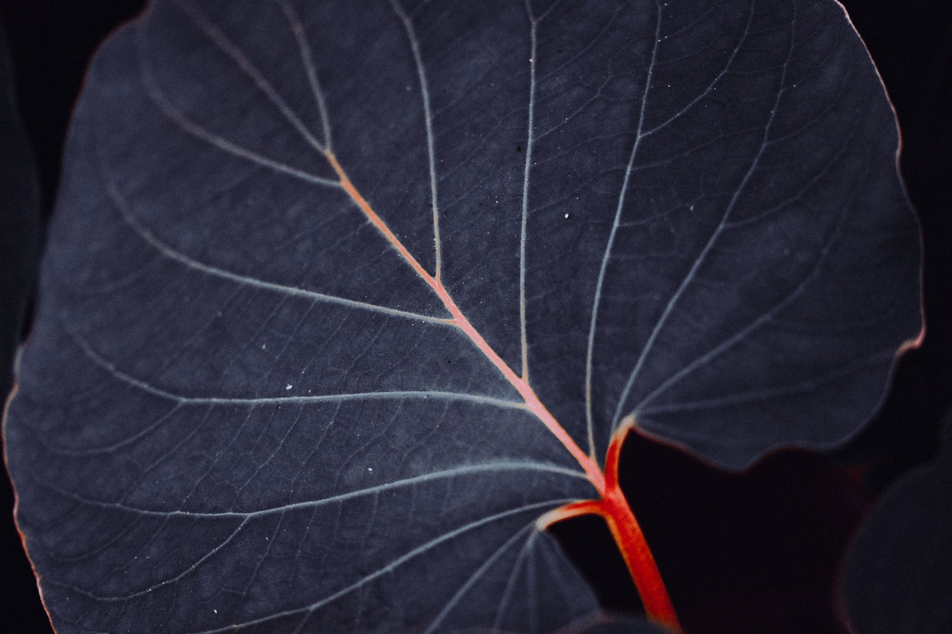 Understanding Reticular Veins: Causes, Symptoms, and Treatment