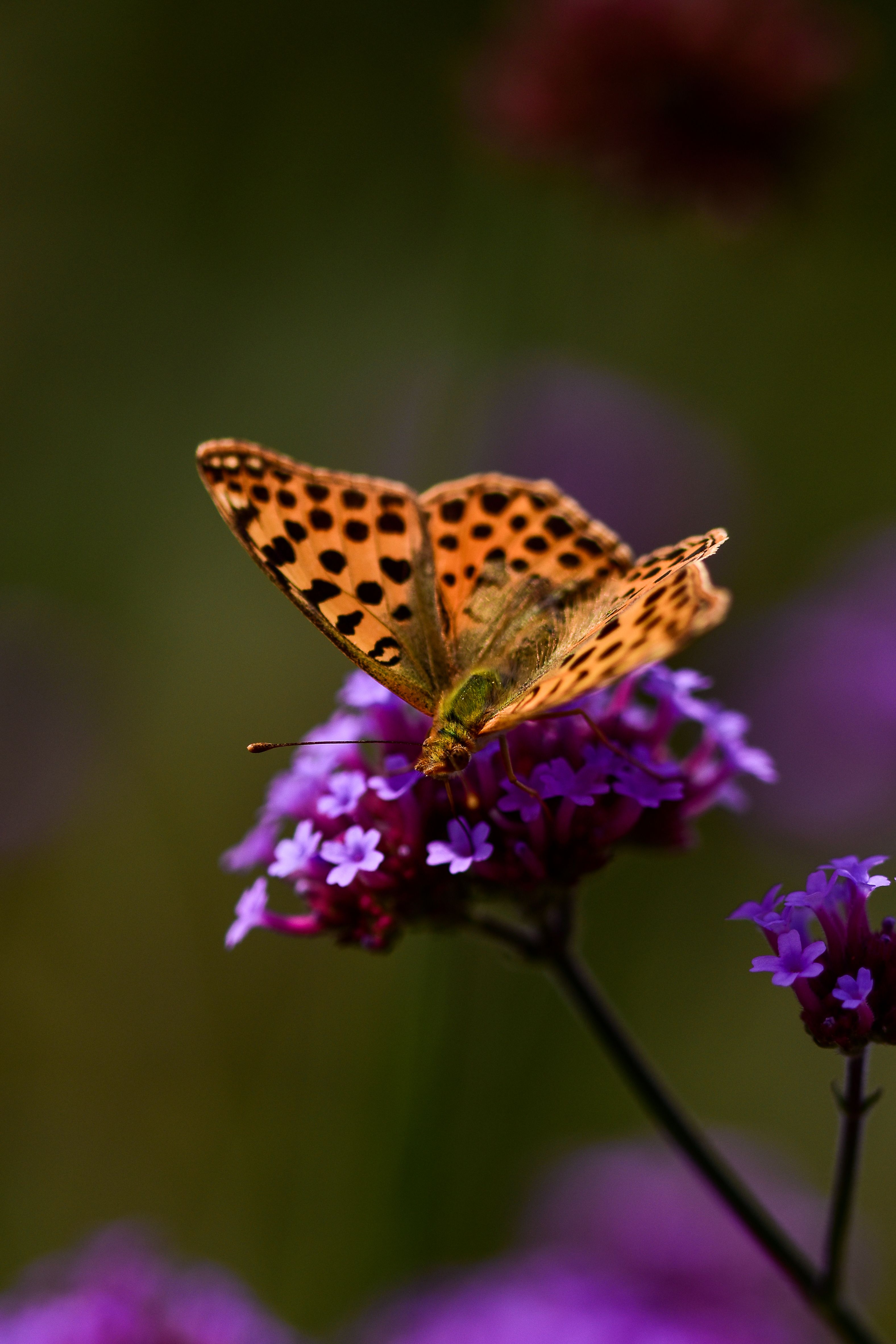 Colorful Butterfly on Vibrant Purple Flowers · Free Stock Photo