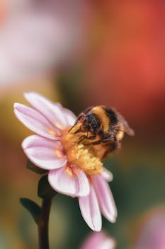 Macro shot of a bee collecting nectar from a pink daisy in bright sunlight.