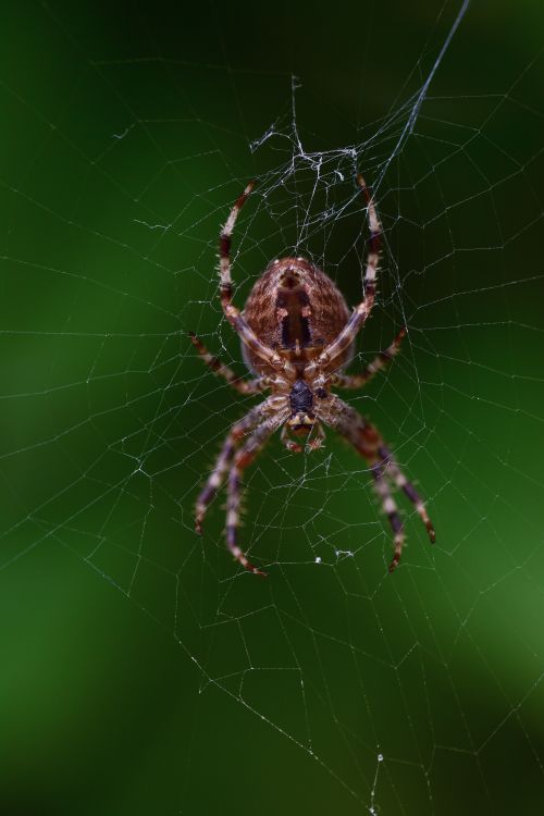 Free A detailed photograph of a spider sitting on its intricate web with a blurred green background. Stock Photo