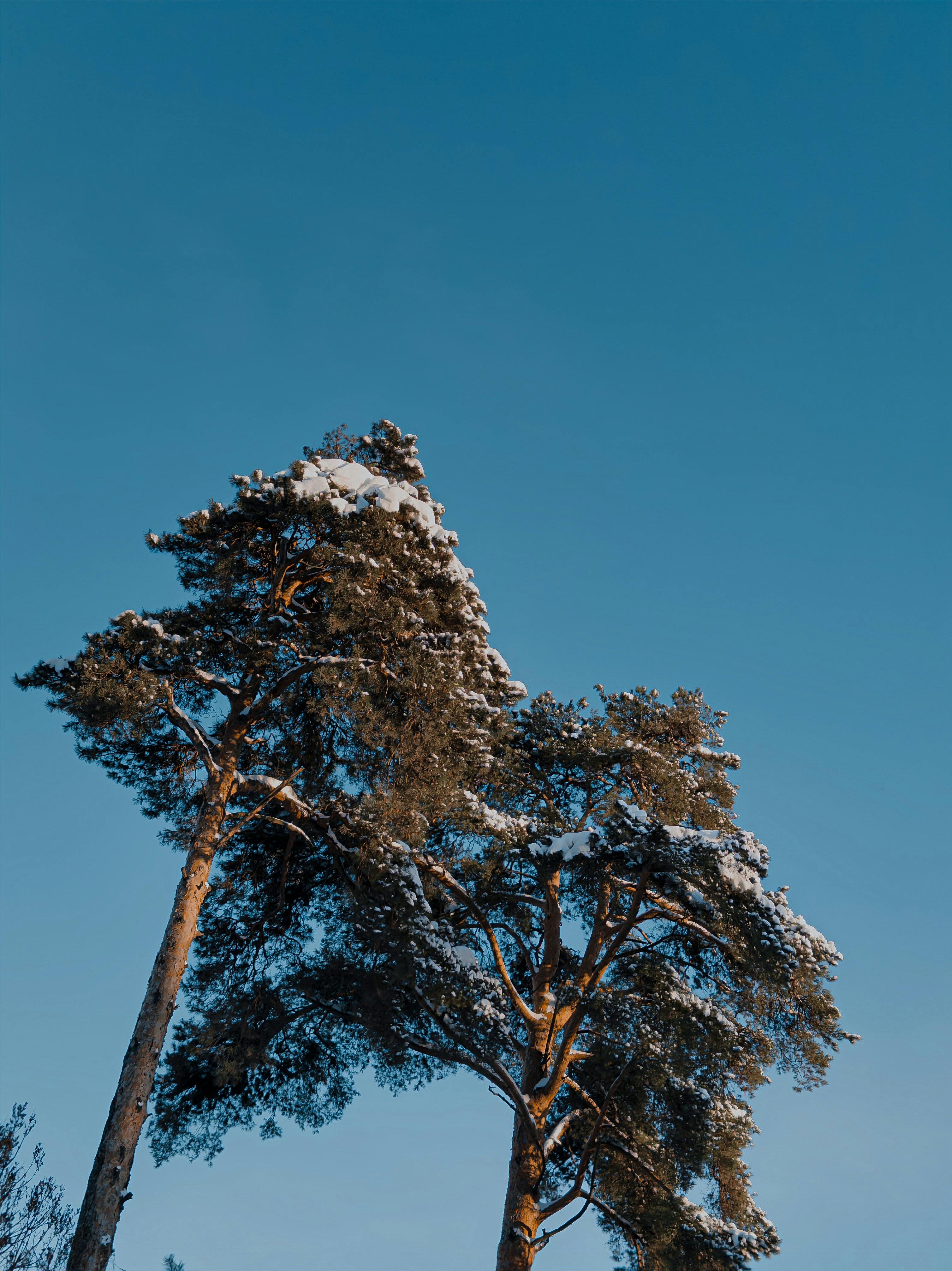 grátis Vista de pinheiros cobertos de neve alcançando um céu azul límpido no inverno. Foto profissional