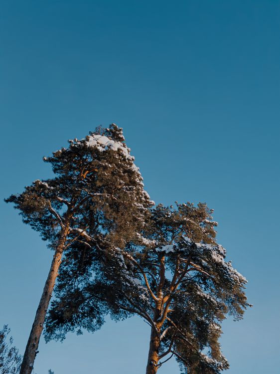 Tall Pine Trees Against a Clear Blue Sky · Free Stock Photo