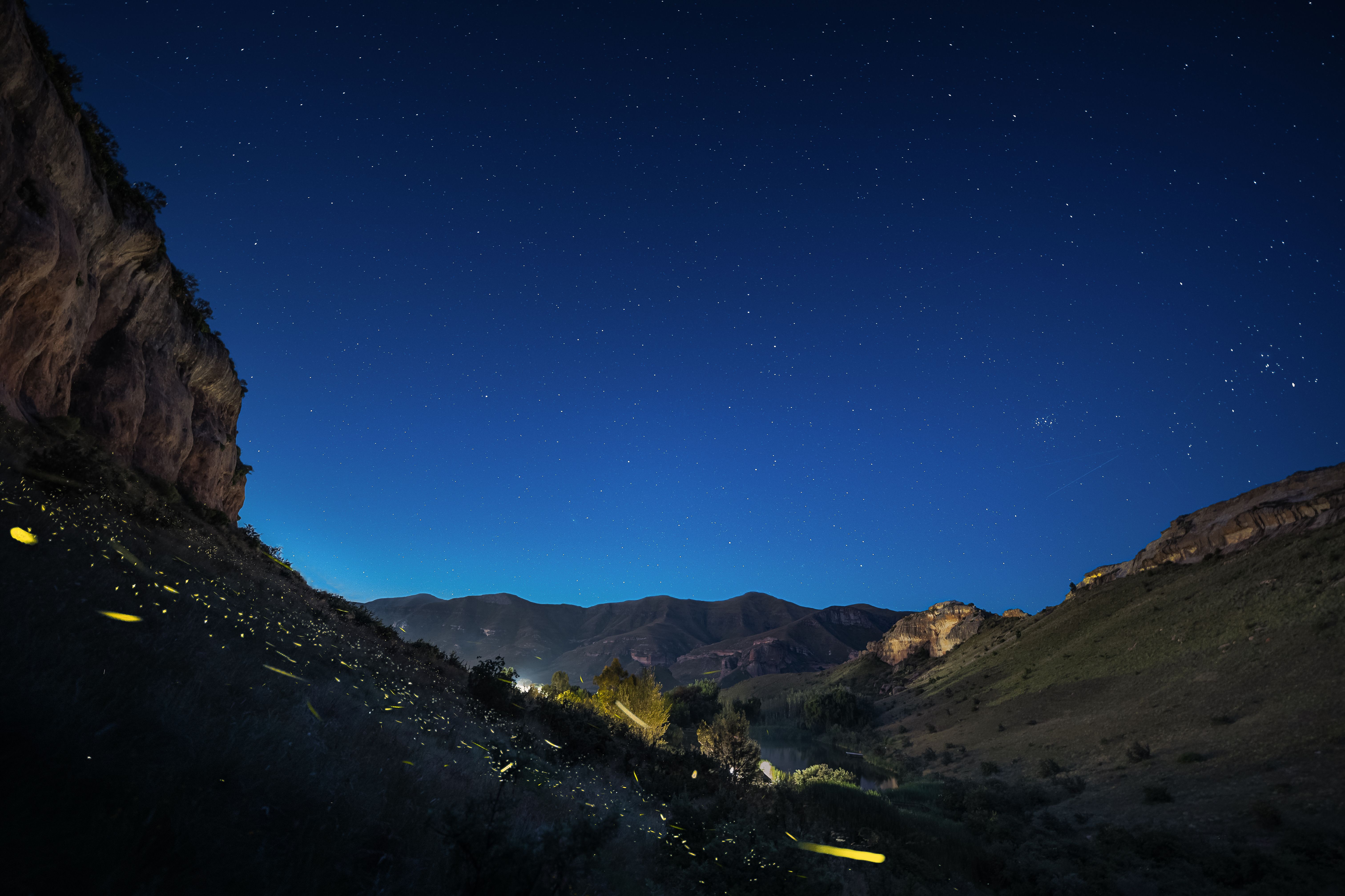 Fireflies flashing in grass during evening twilight, natural habitat behavior