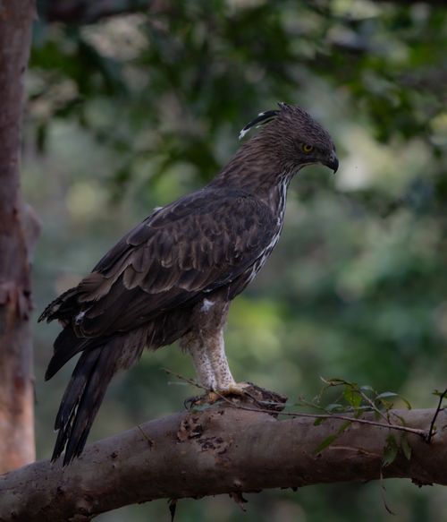 Free Crested Serpent Eagle perched on a branch in natural habitat, showcasing its majestic features and rich plumage. Stock Photo