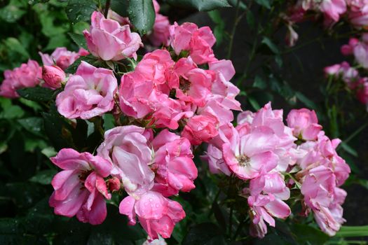 portland rose garden dog