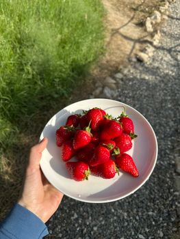 A hand holding a plate of fresh strawberries outdoors in sunny weather.