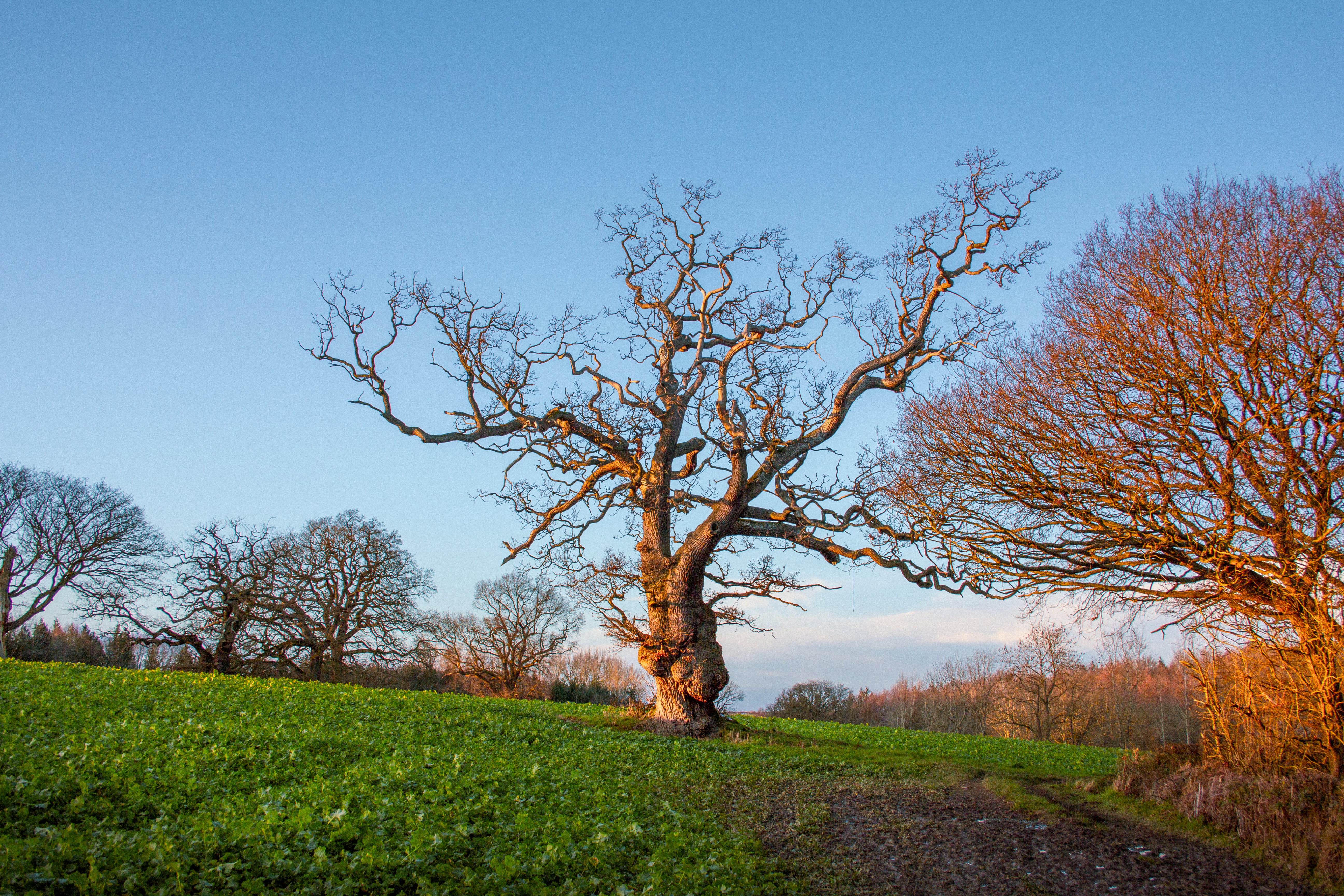 A gnarled old tree stands in a lush winter field during golden hour in England.