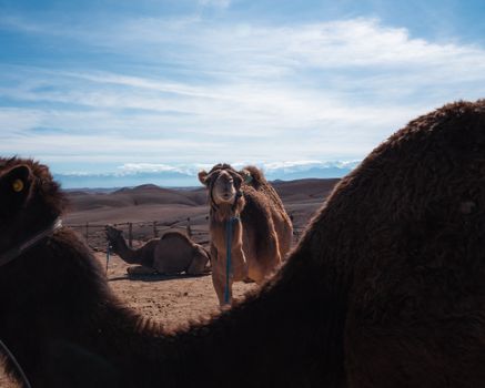 Agafay desert camp overnight — Marrakech