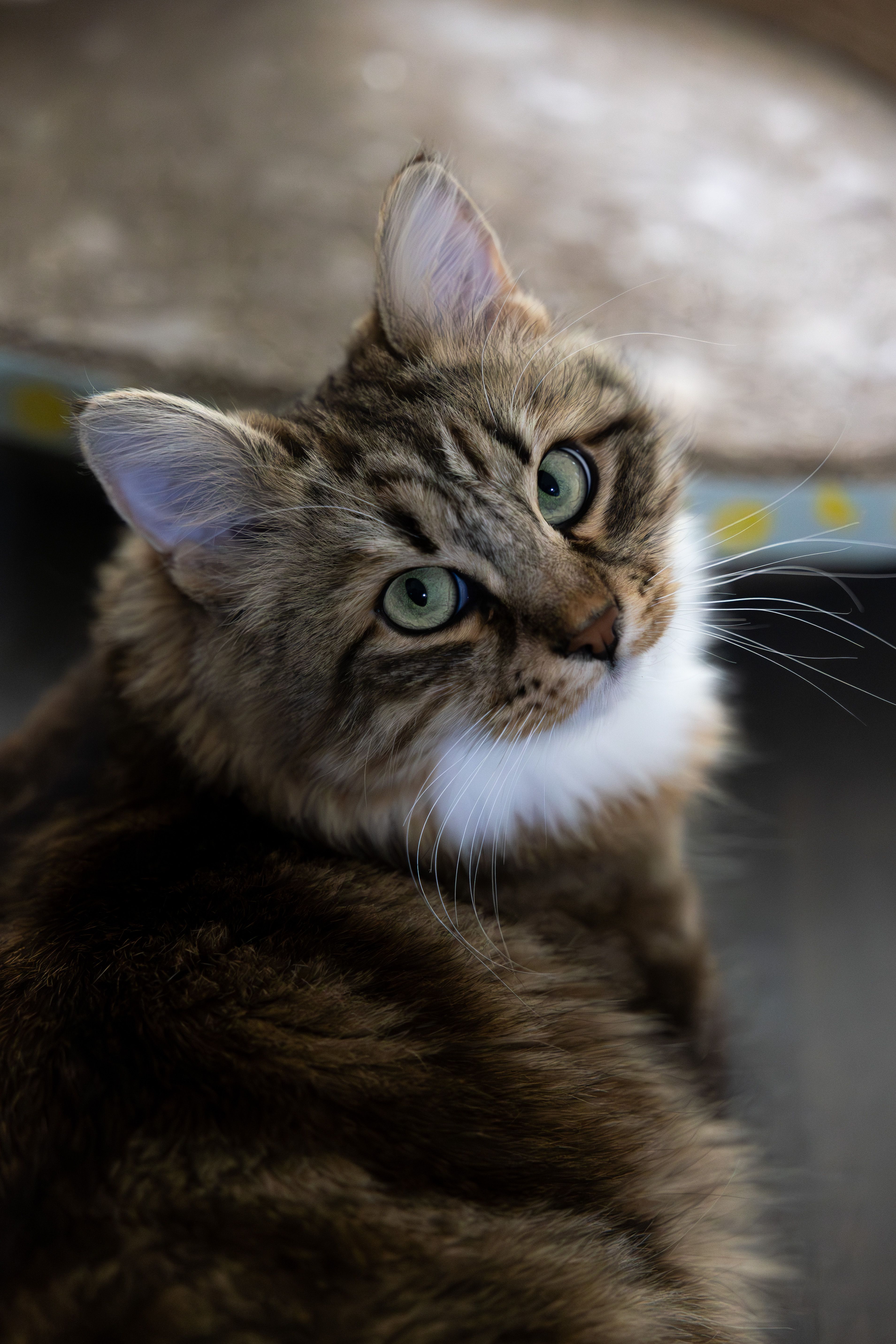 Close-up Portrait of a Fluffy Tabby Cat Indoors · Free Stock Photo