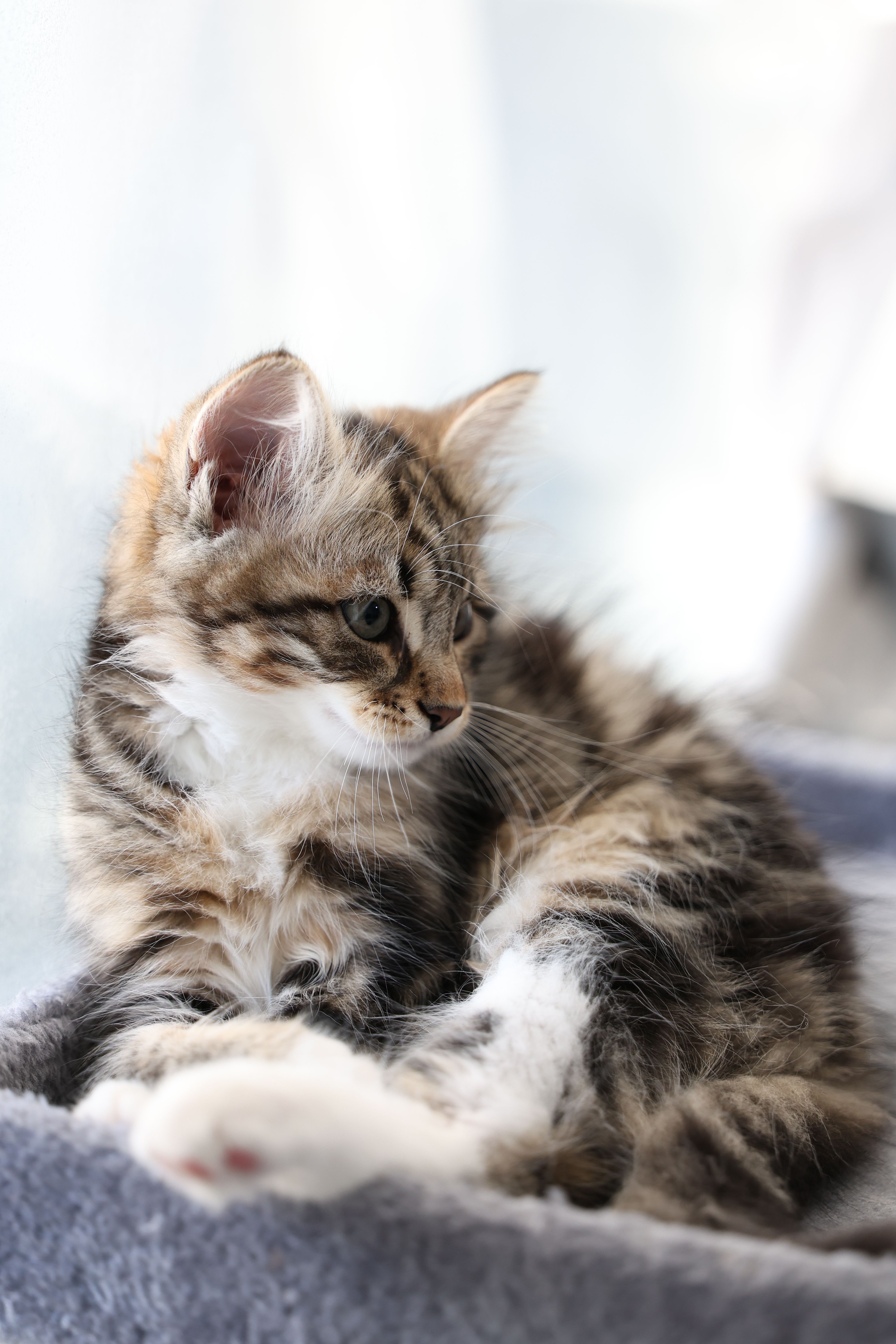 Close-up Portrait of a Fluffy Kitten Resting · Free Stock Photo