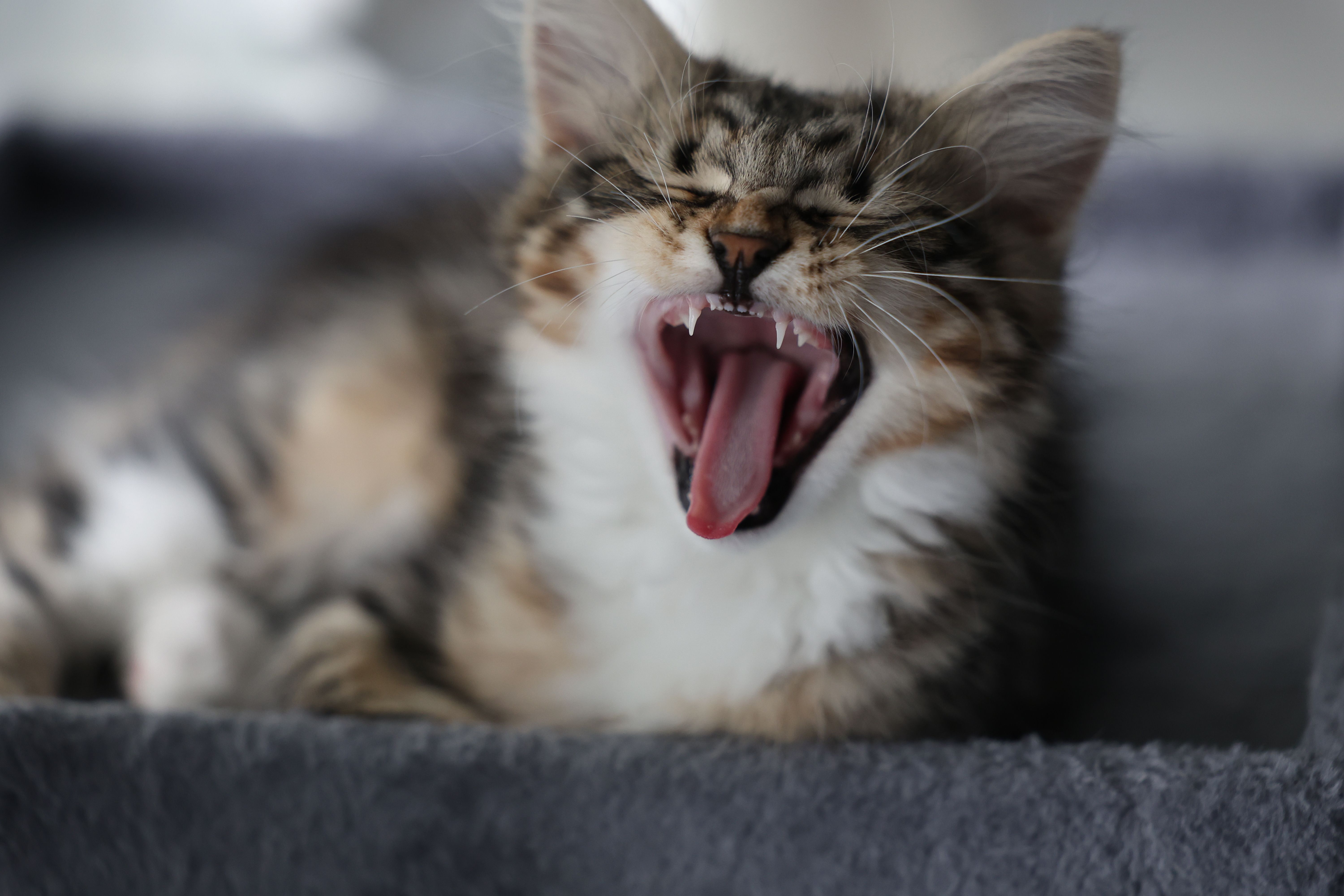 Tabby and white kitten yawning wide on a gray plush bed, its small pointed teeth showing