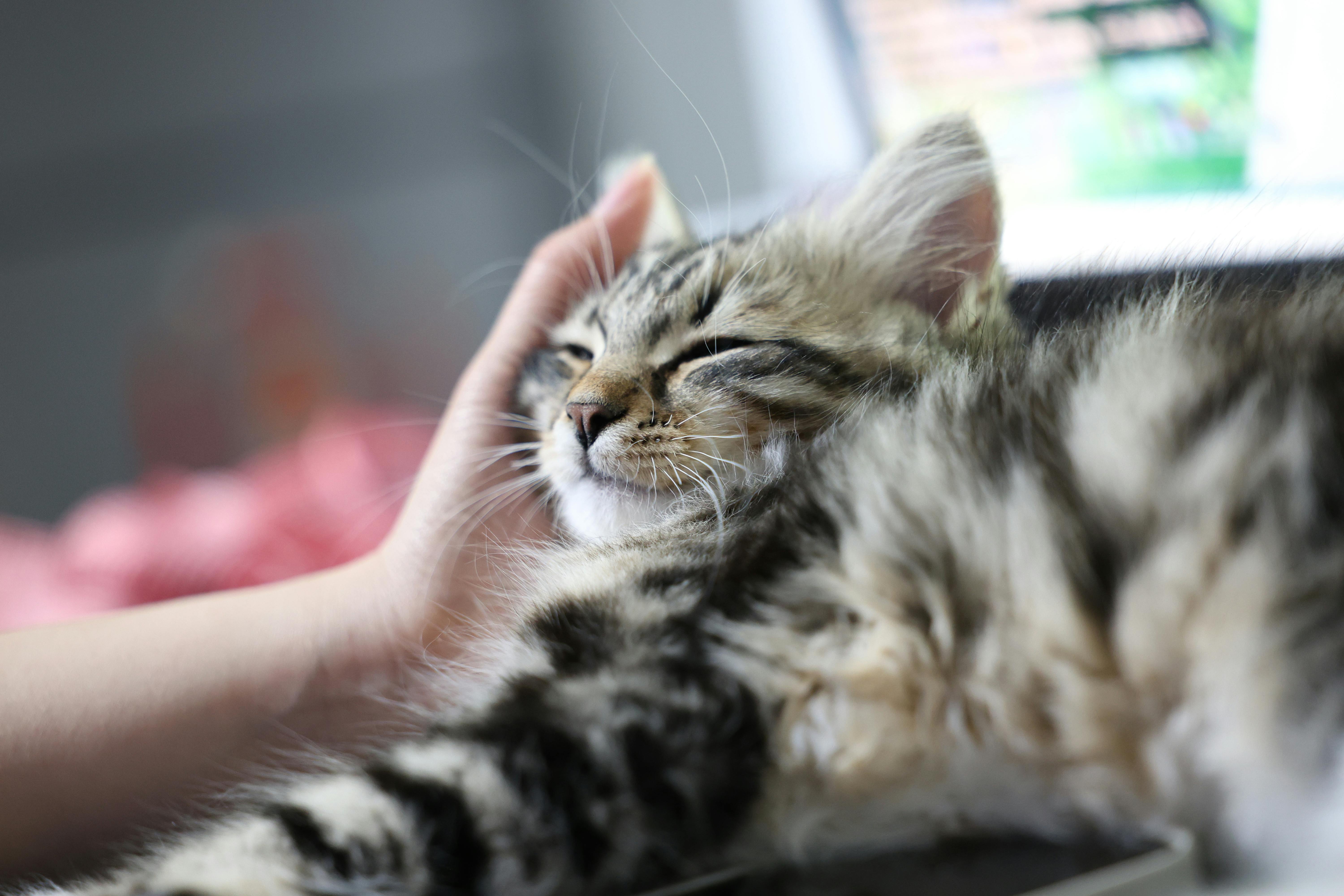 Fluffy tabby kitten enjoying gentle petting while resting on a laptop indoors.