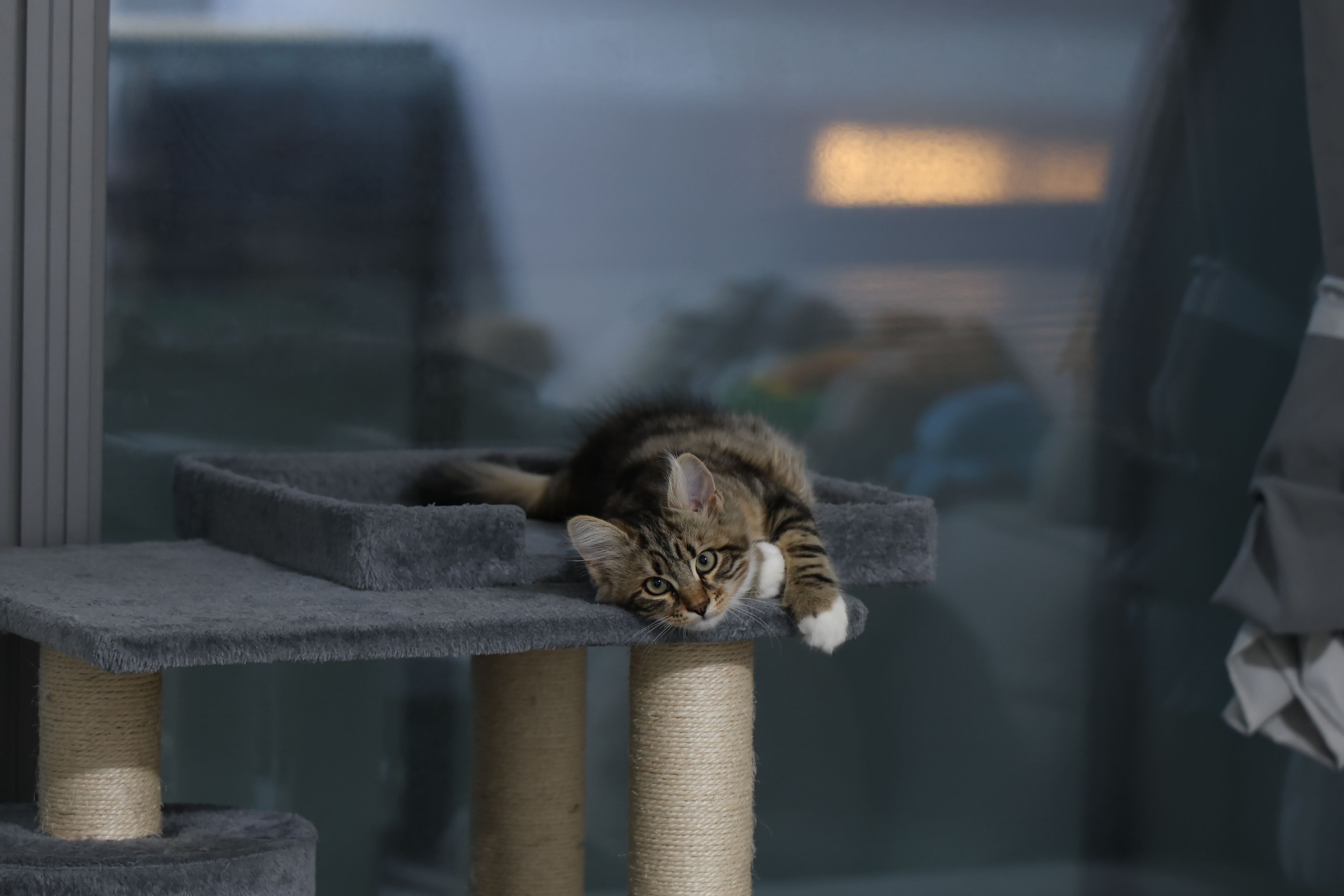 Tabby kitten resting on an indoor cat tree