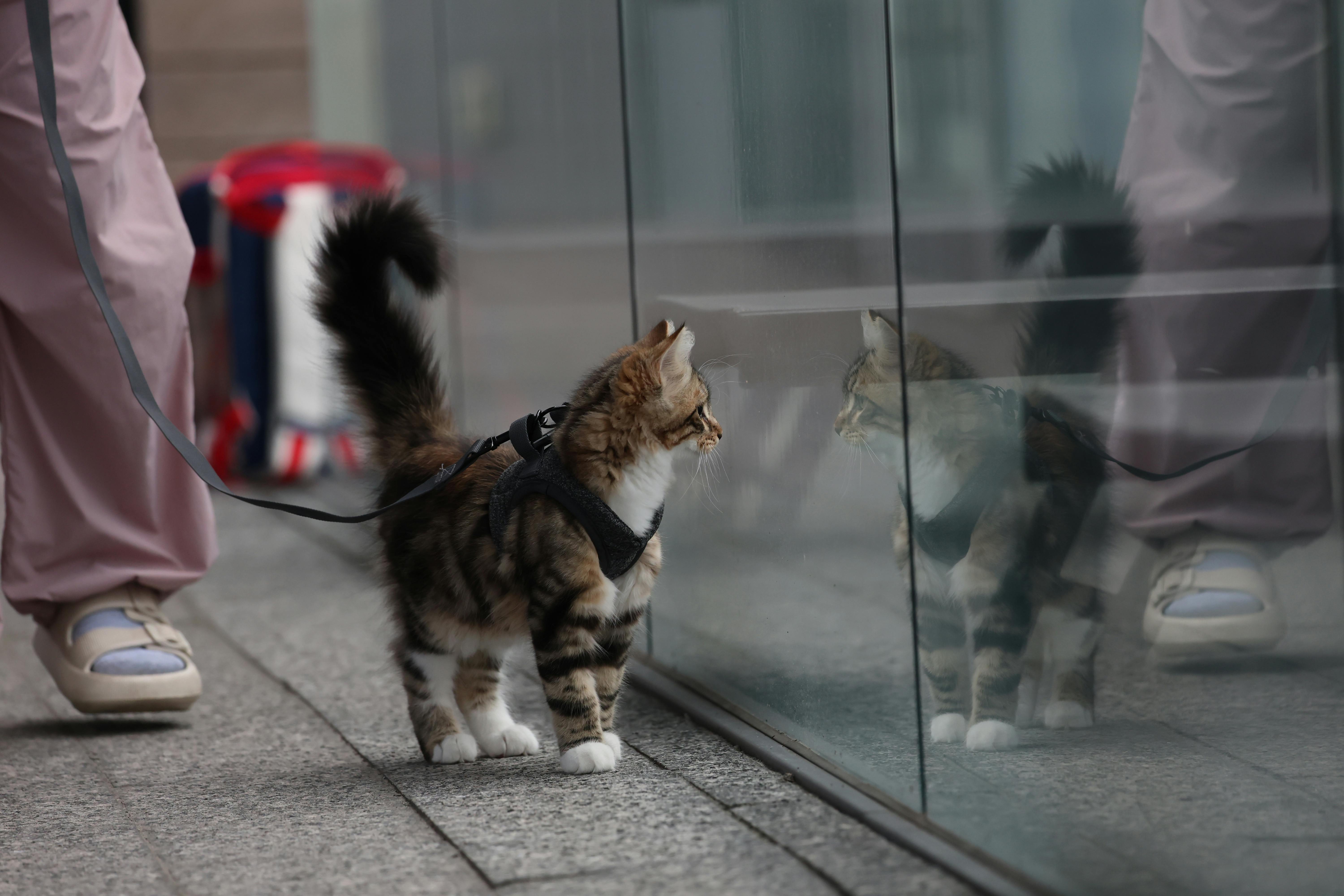 Potential threats to pet health in your own yard - Observer-Reporter — Photo by Yz ZZZ on Pexels