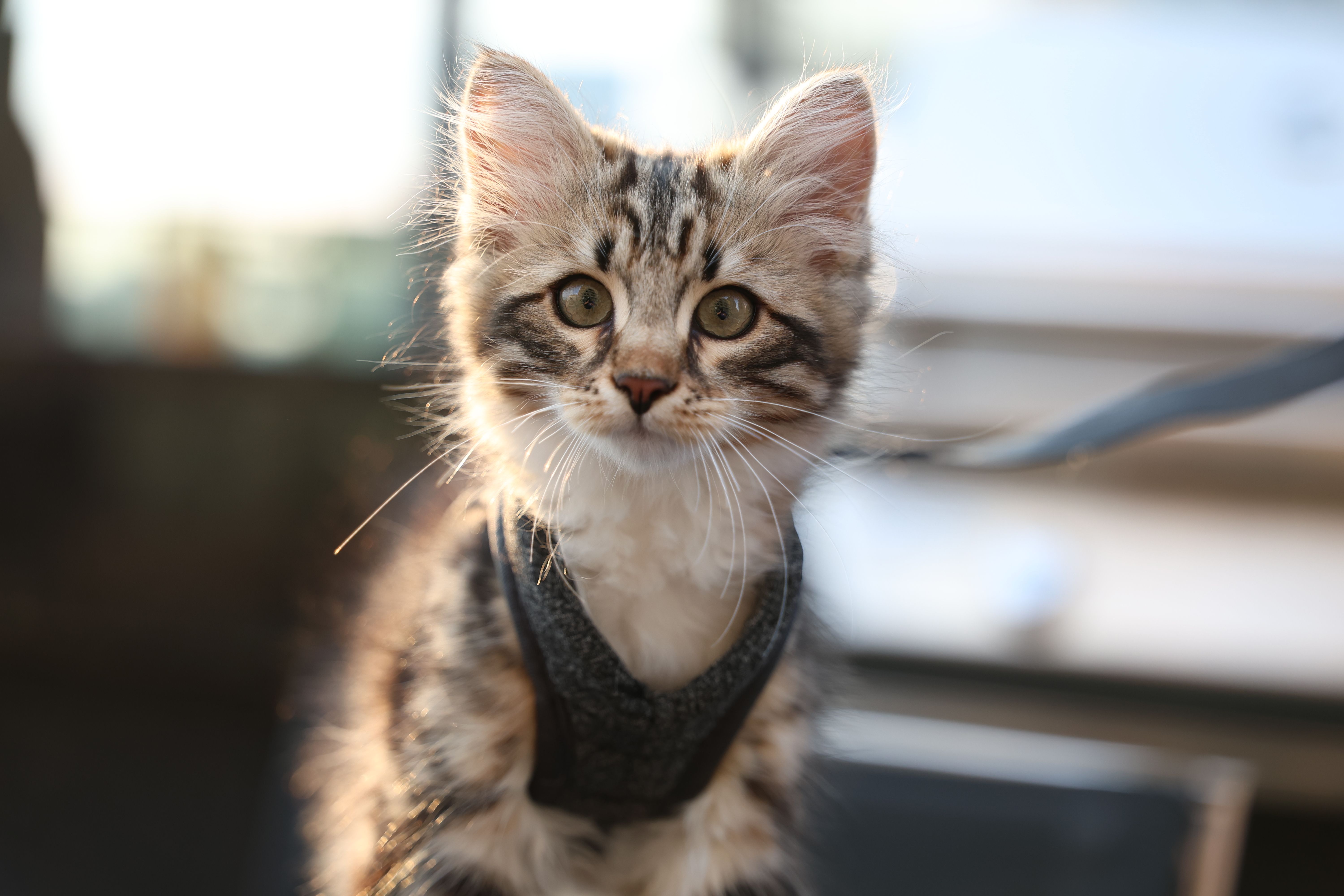 pet care pet safety — Photo by Yz ZZZ on Pexels