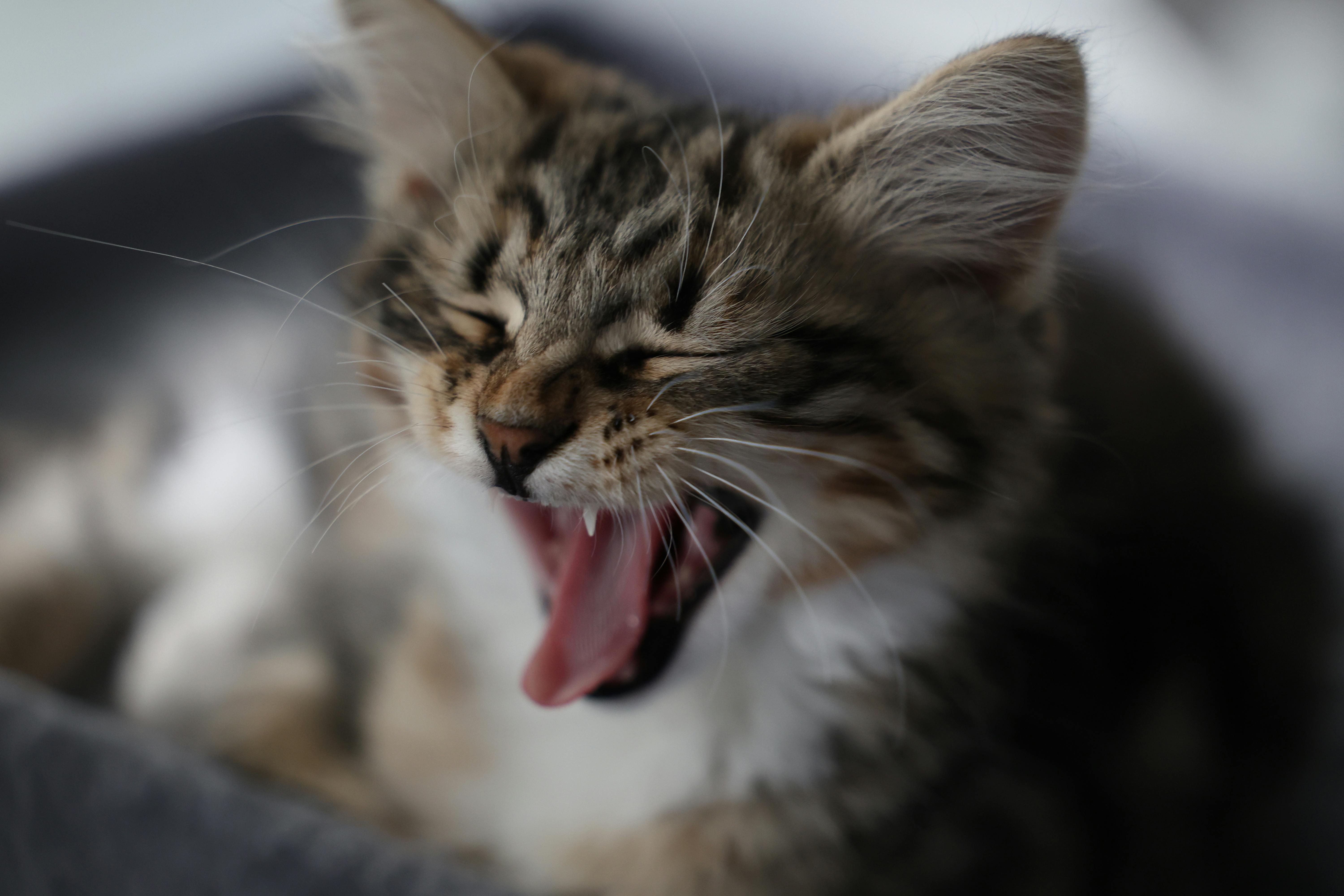 pet insurance pet wellness — Photo by Yz ZZZ on Pexels