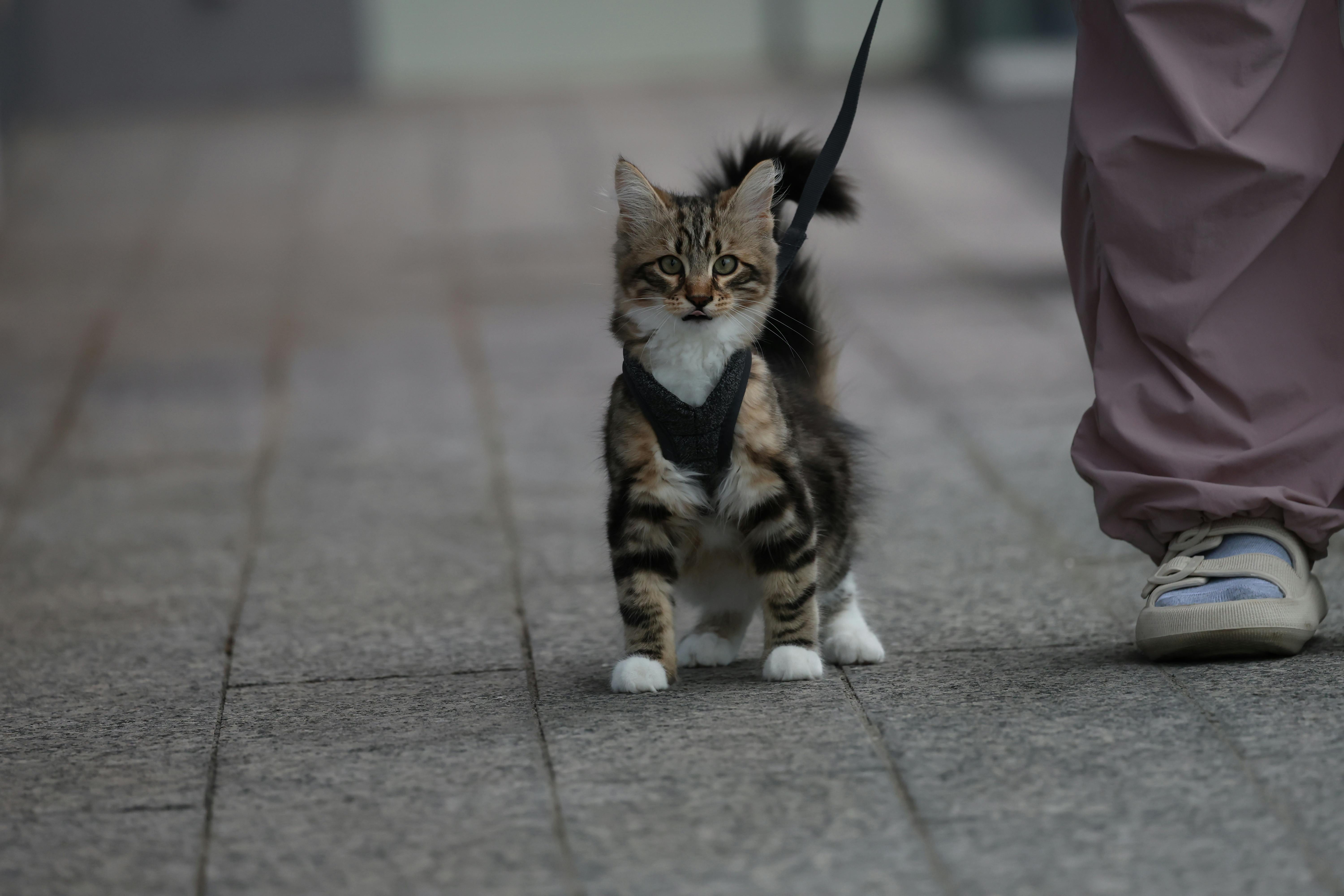 A cute domestic tabby cat on a leash walking beside an owner's feet.