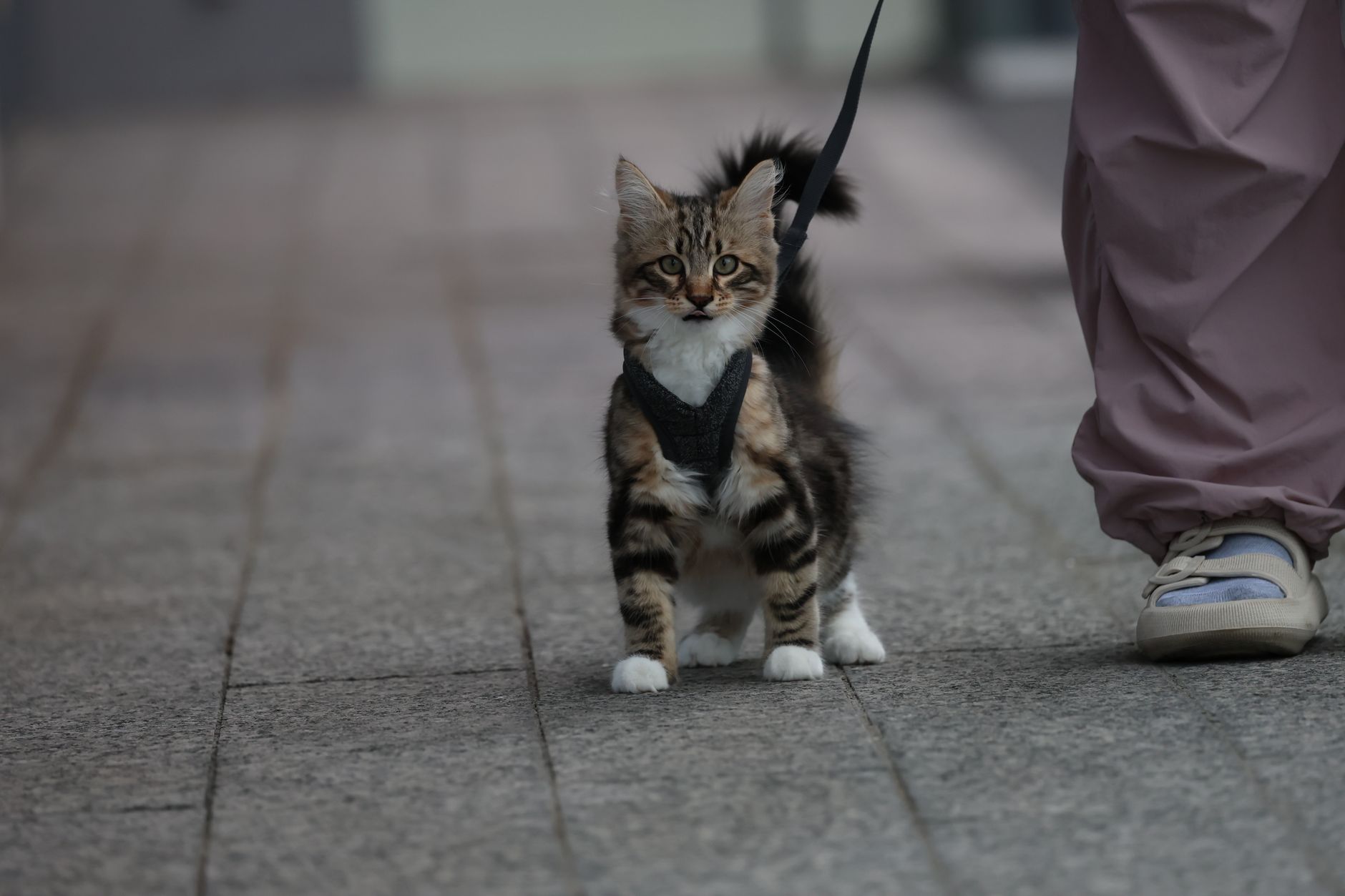 Retractable Cat Leashes vs Harnesses (2026) – Which Outdoor Walking Gear Keeps Cats Safe and Comfortable
