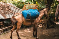 Horse Carrying Luggage in Rustic Outdoor Setting