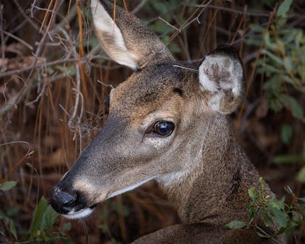 Intimate close-up of a white-tailed deer in its natural habitat.