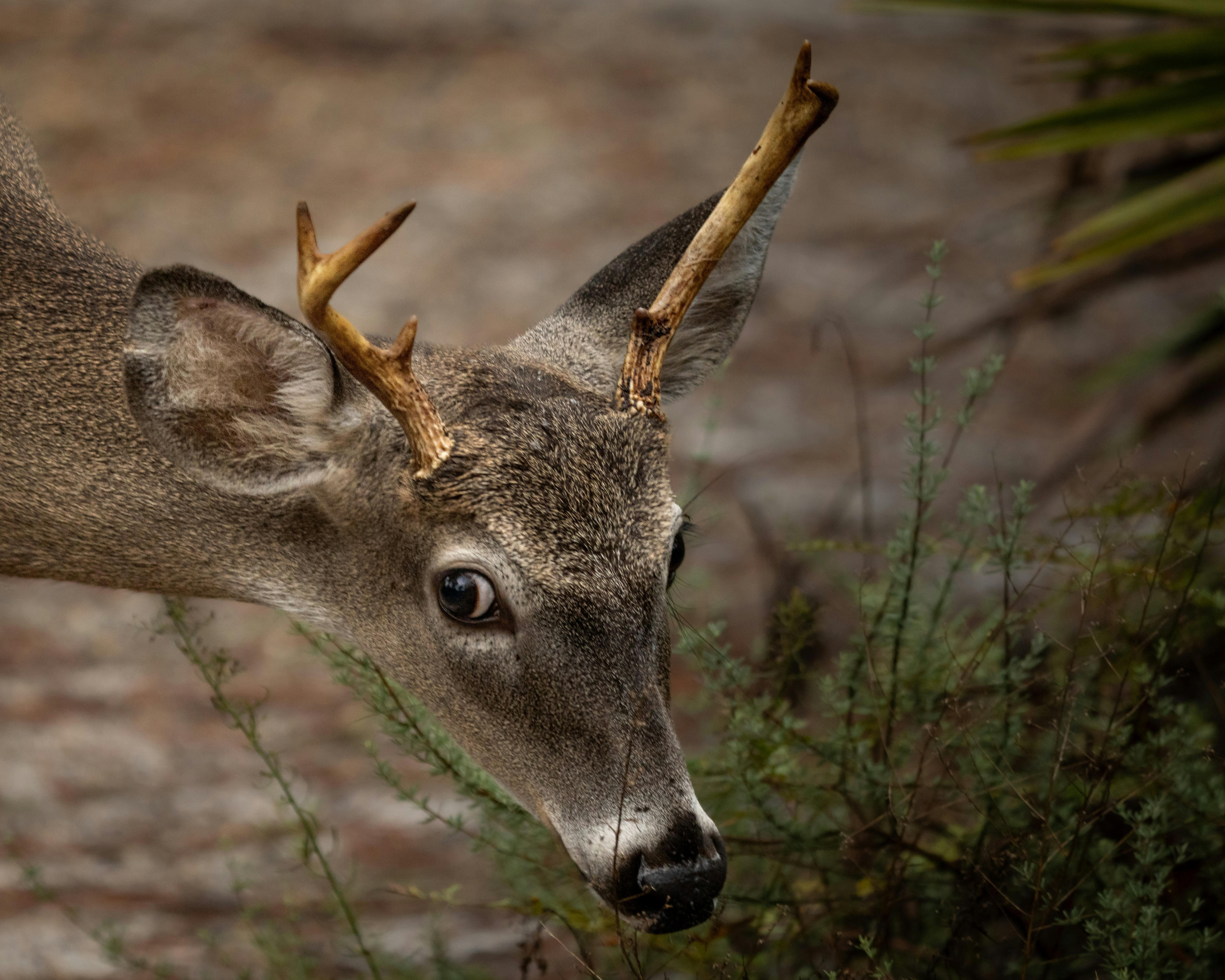 A young white-tailed deer peering through greenery in a forest setting.