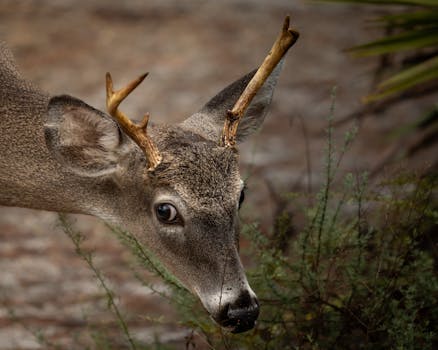 A young white-tailed deer peering through greenery in a forest setting.