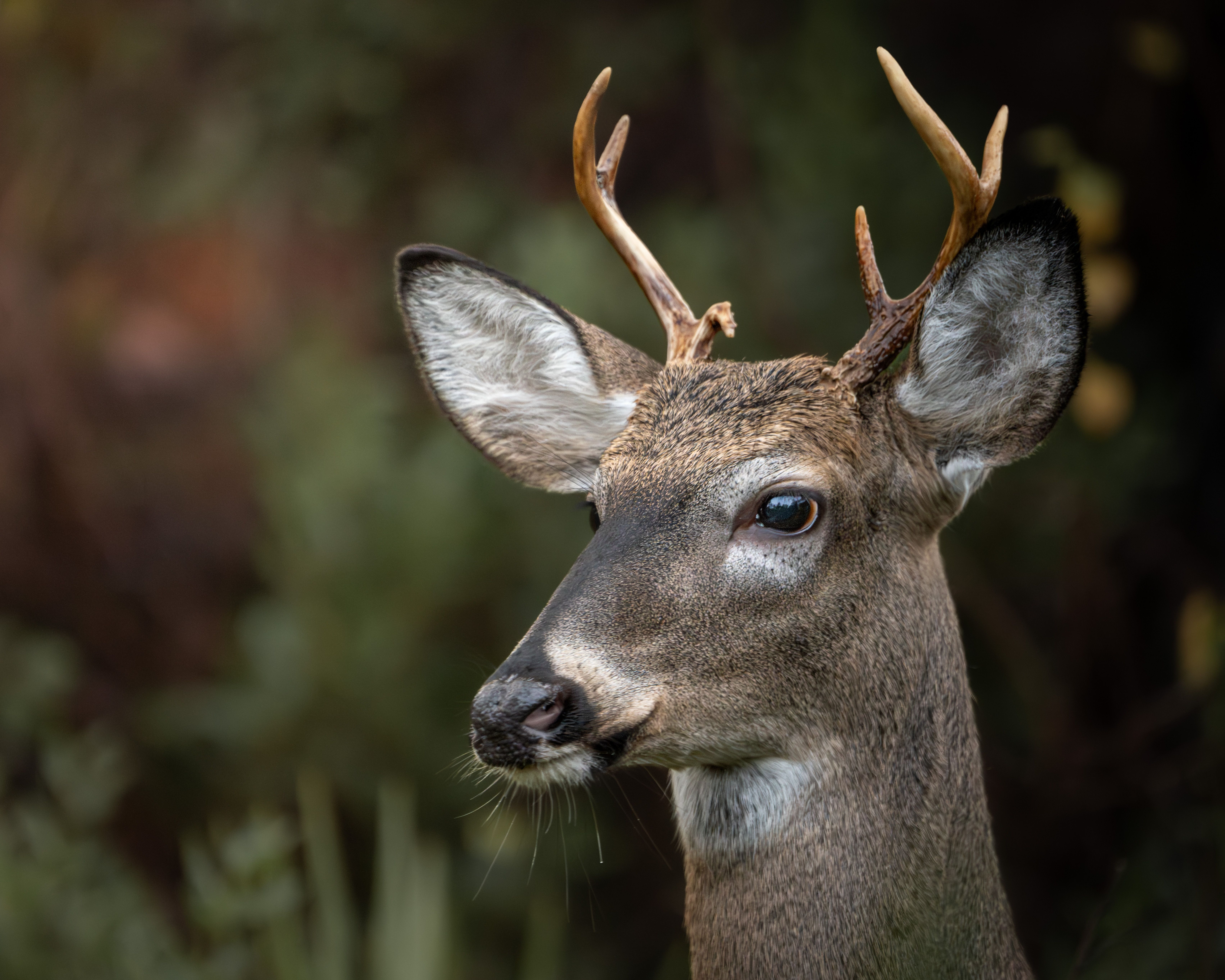 Close-up of a white-tailed deer with antlers in a forest setting, showcasing its detailed fur and ears.