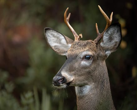 Close-up of a white-tailed deer with antlers in a forest setting, showcasing its detailed fur and ears.