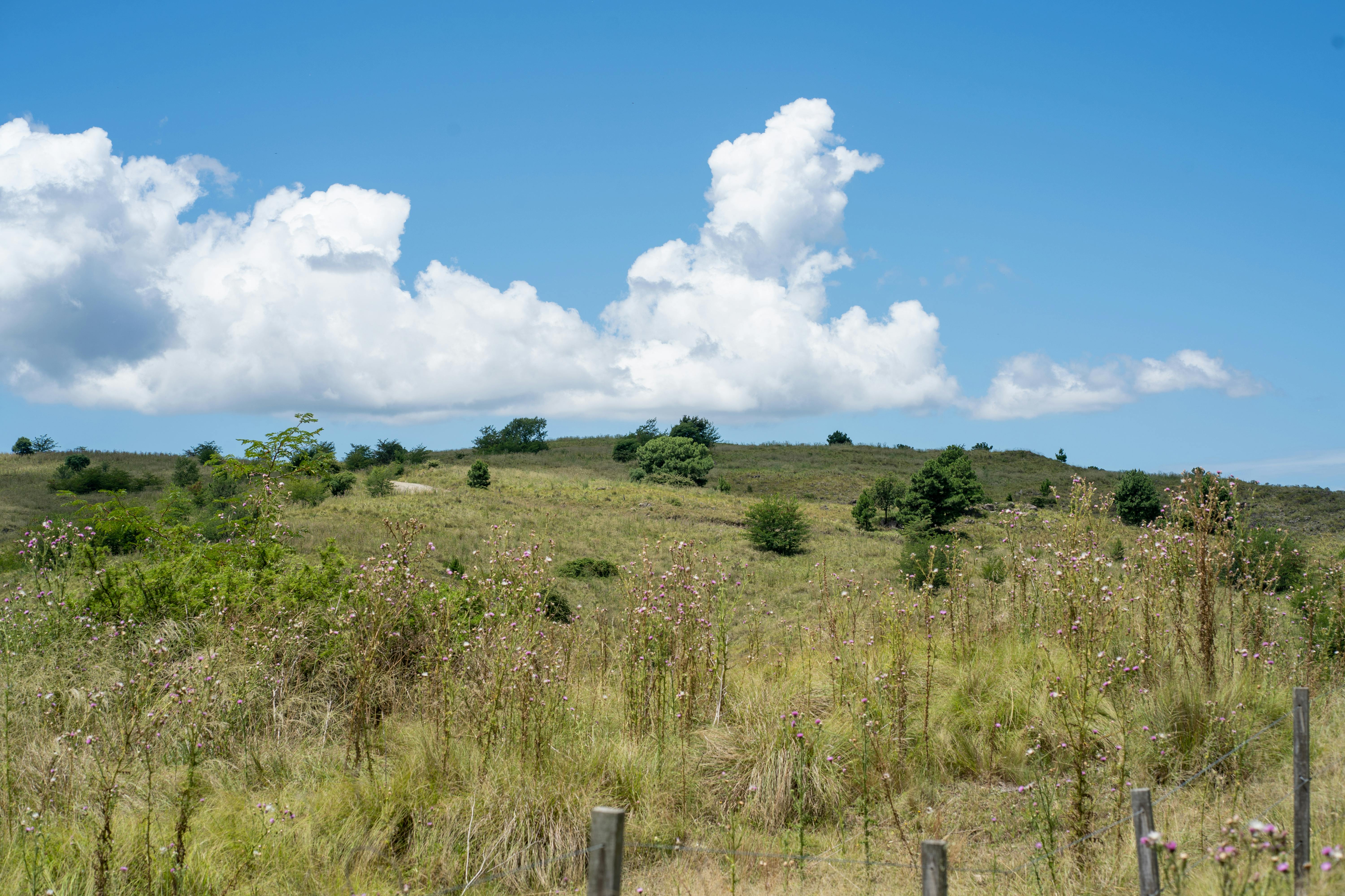 Gratis Un paesaggio vibrante a Córdoba, in Argentina, caratterizzato da fiori selvatici e un cielo azzurro limpido. Foto a disposizione