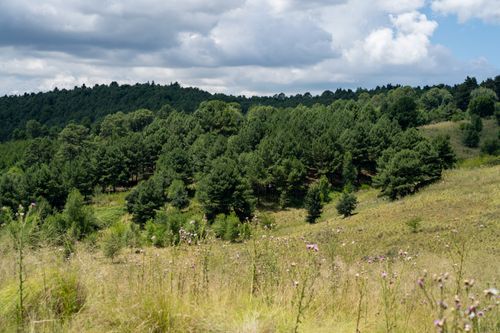 Free Scenic view of verdant forest and meadow under a cloudy sky in Córdoba, Argentina. Stock Photo