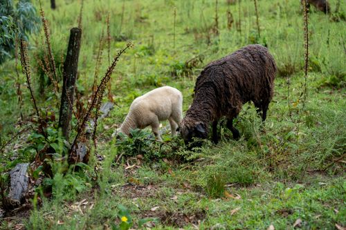 Free A black and a white sheep grazing in a verdant field in Córdoba, Argentina. Stock Photo
